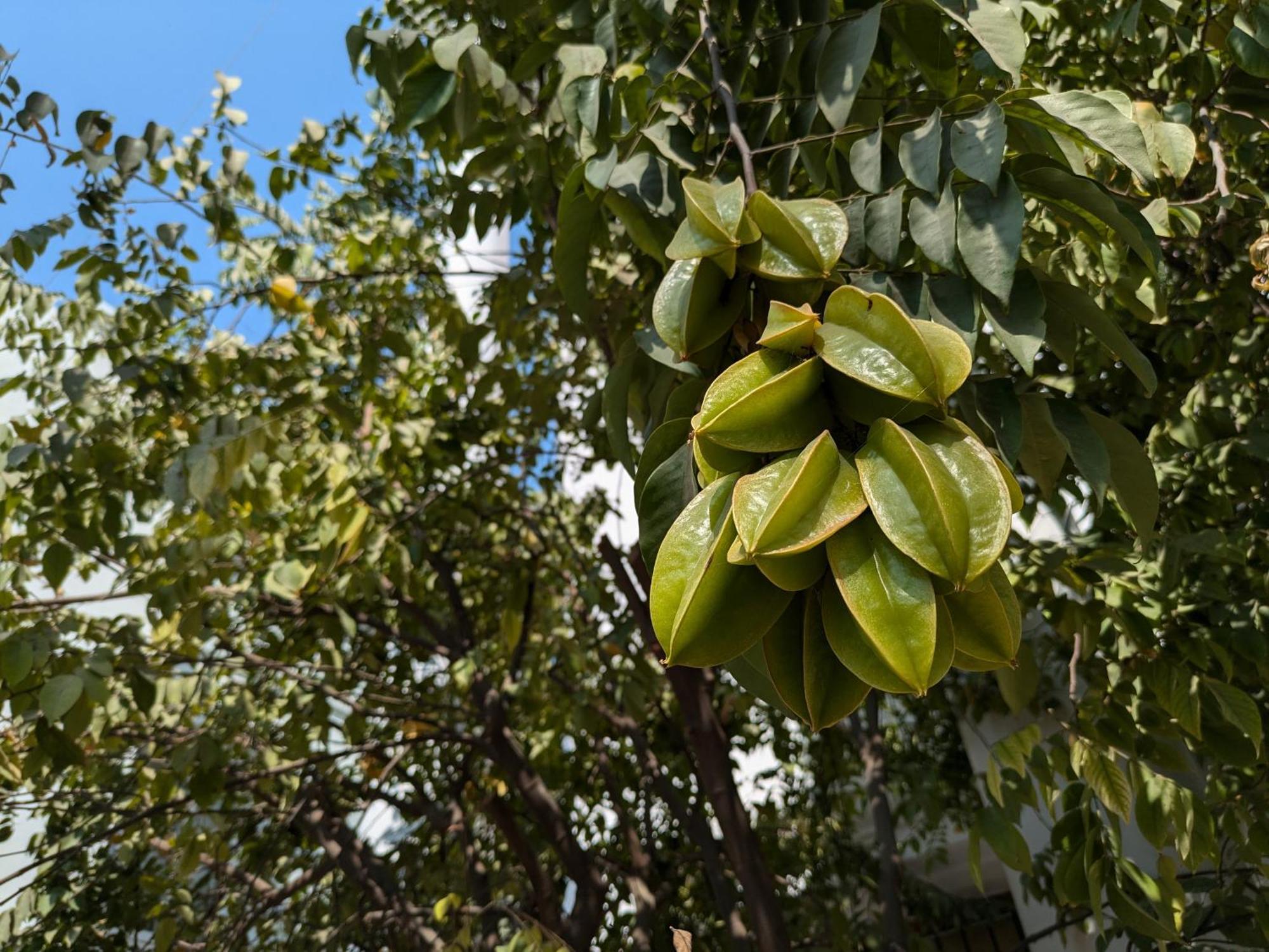 Mulberry Garden B&B, Varanasi